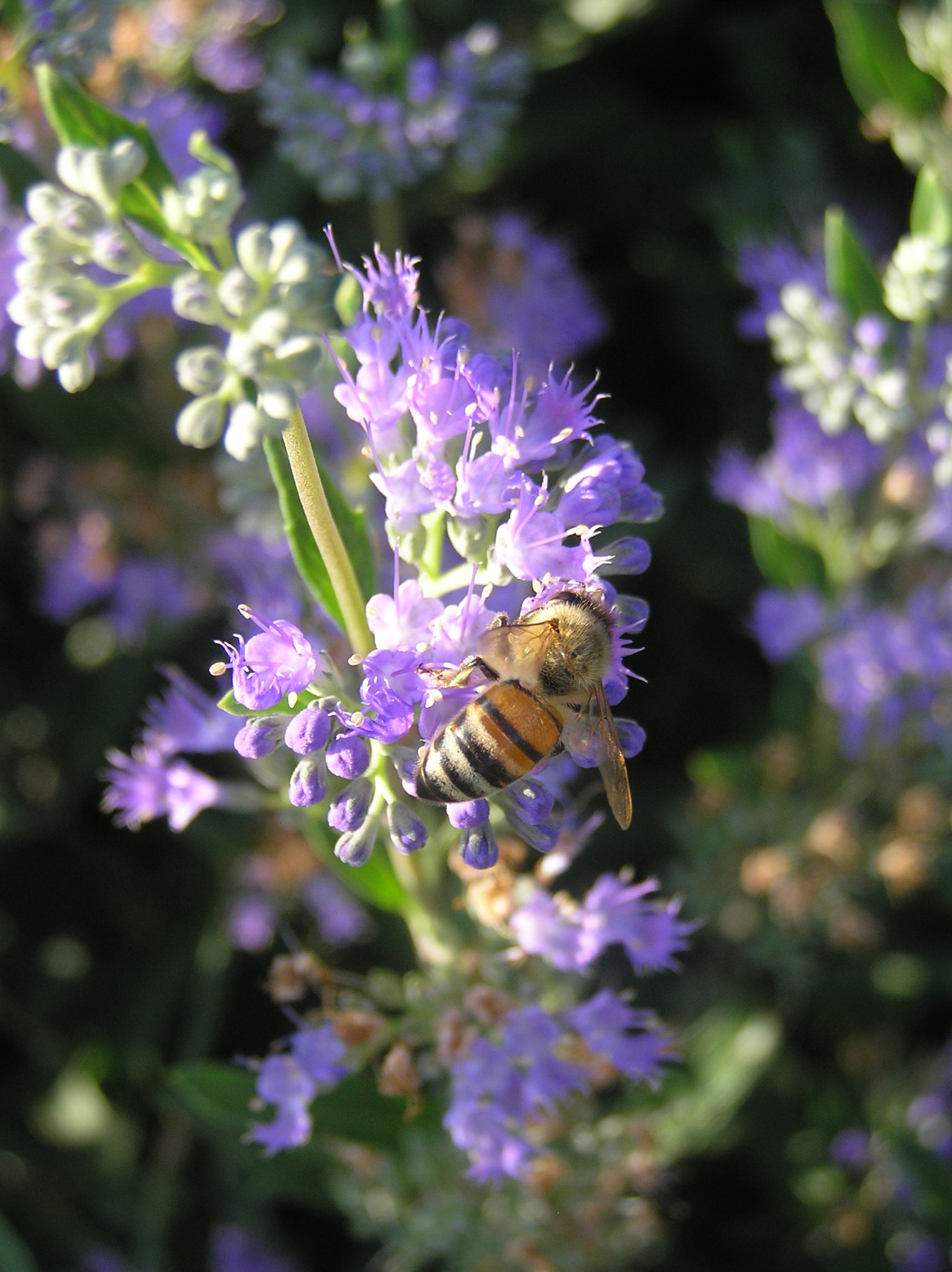 Bee on Flower.JPG
