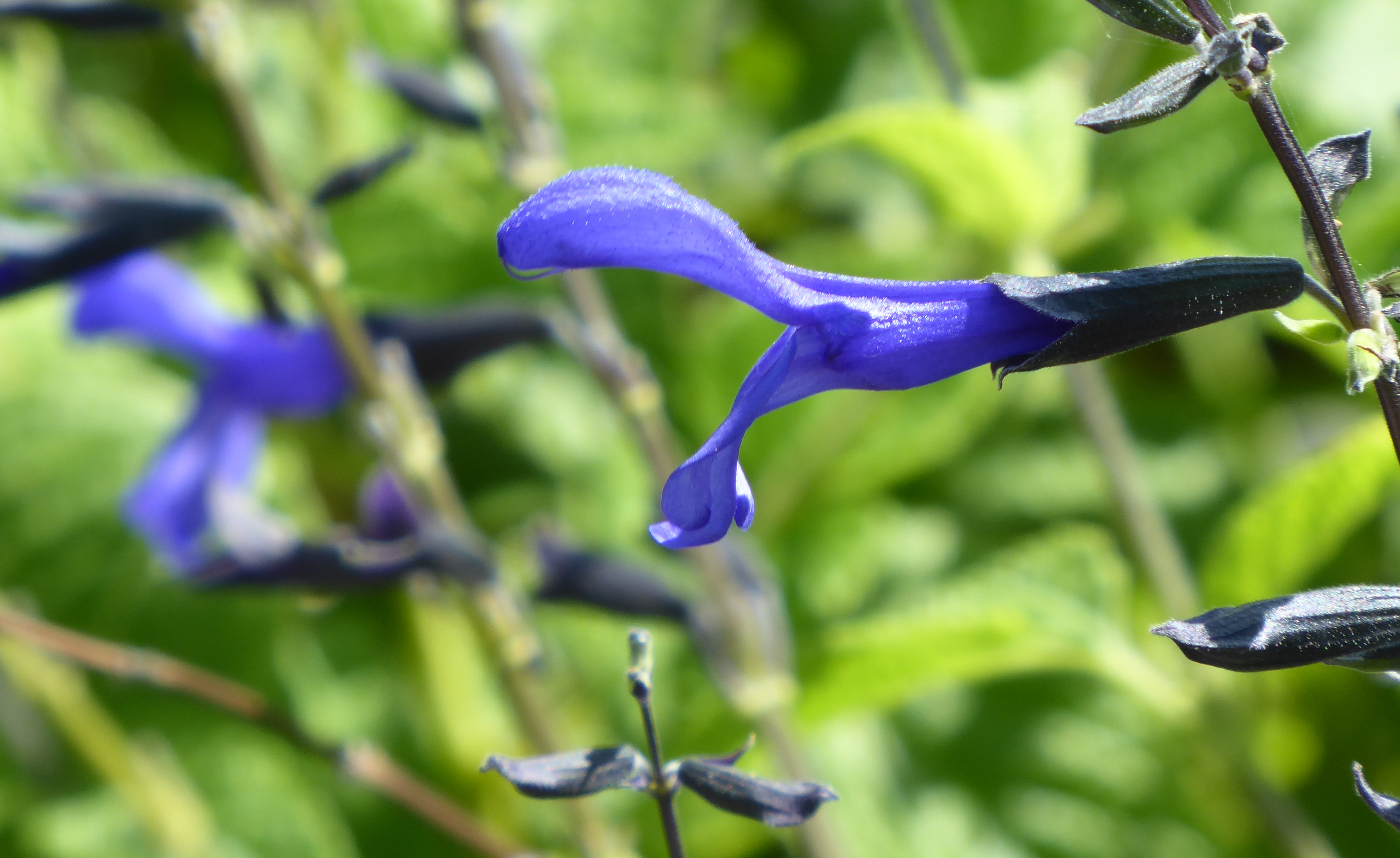 Black & Blue - Salvia guaranitica