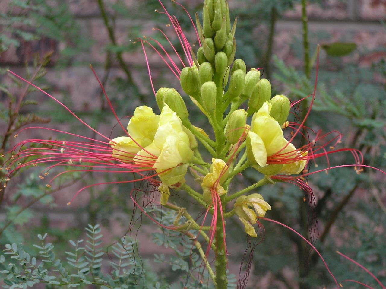 Caesalpinia gilliesii High Plains Gardening