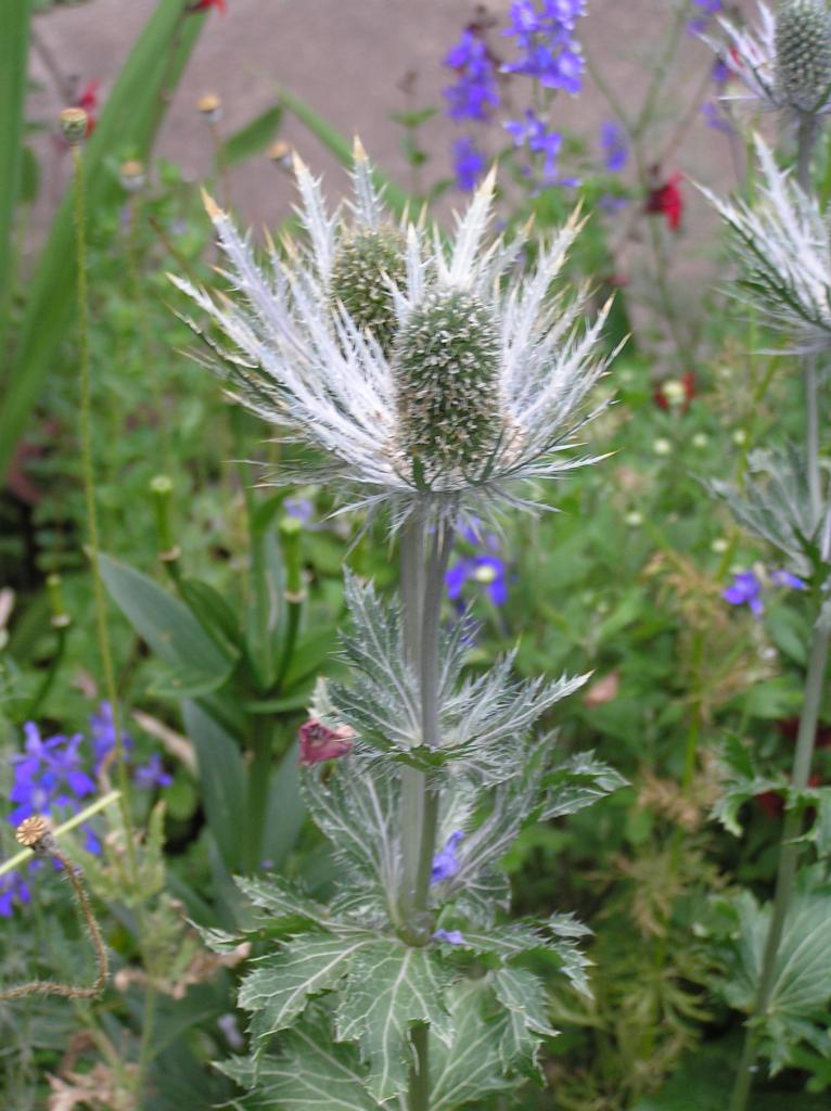 Eryngium 'Sapphire Blue' High Plains Gardening