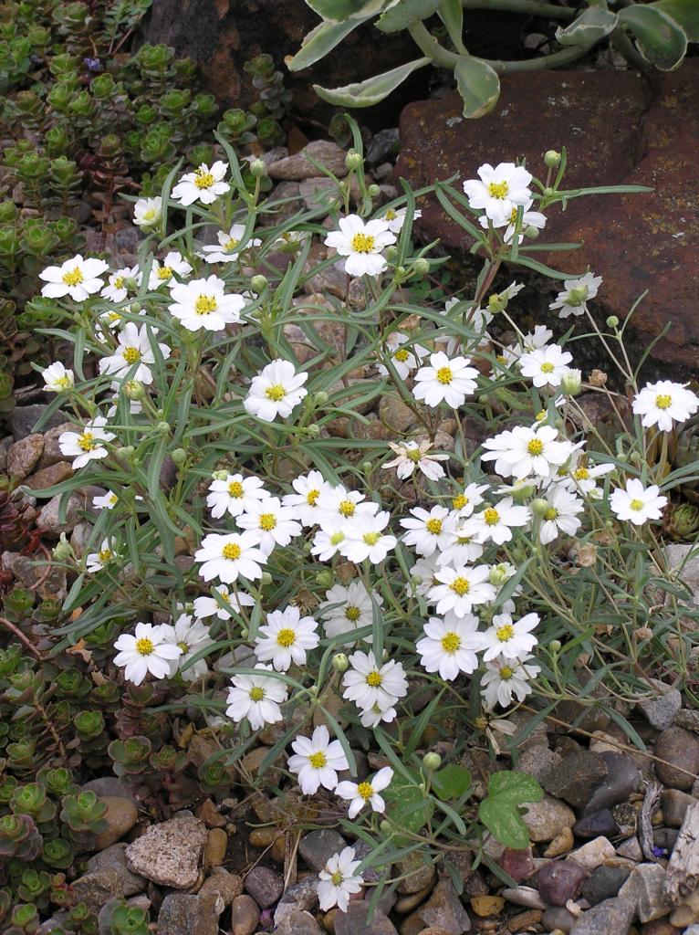 Melampodium leucanthum | High Plains Gardening