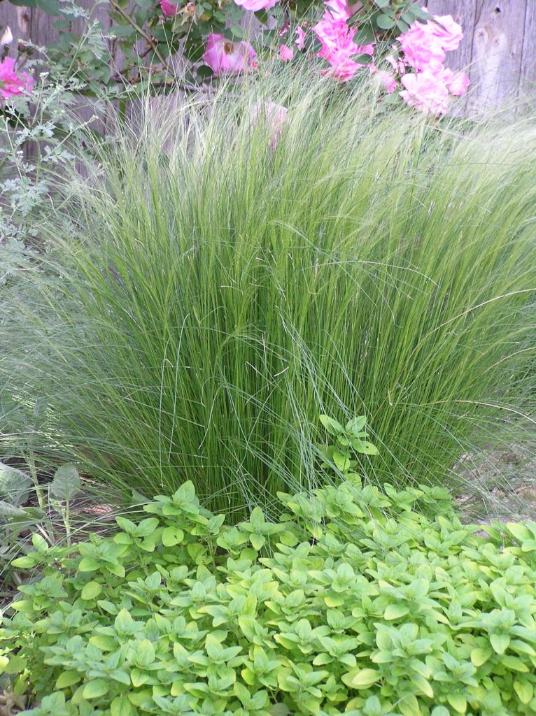 Nassella tenuissima | High Plains Gardening