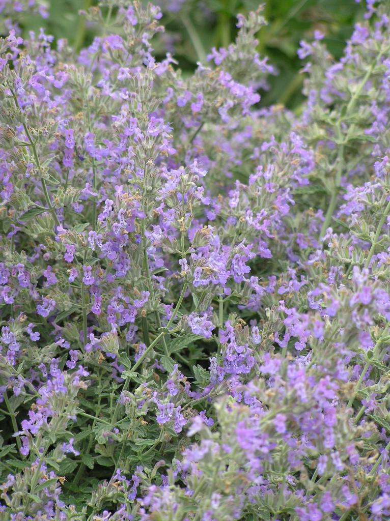 Nepeta x faassenii 'Select Blue' High Plains Gardening
