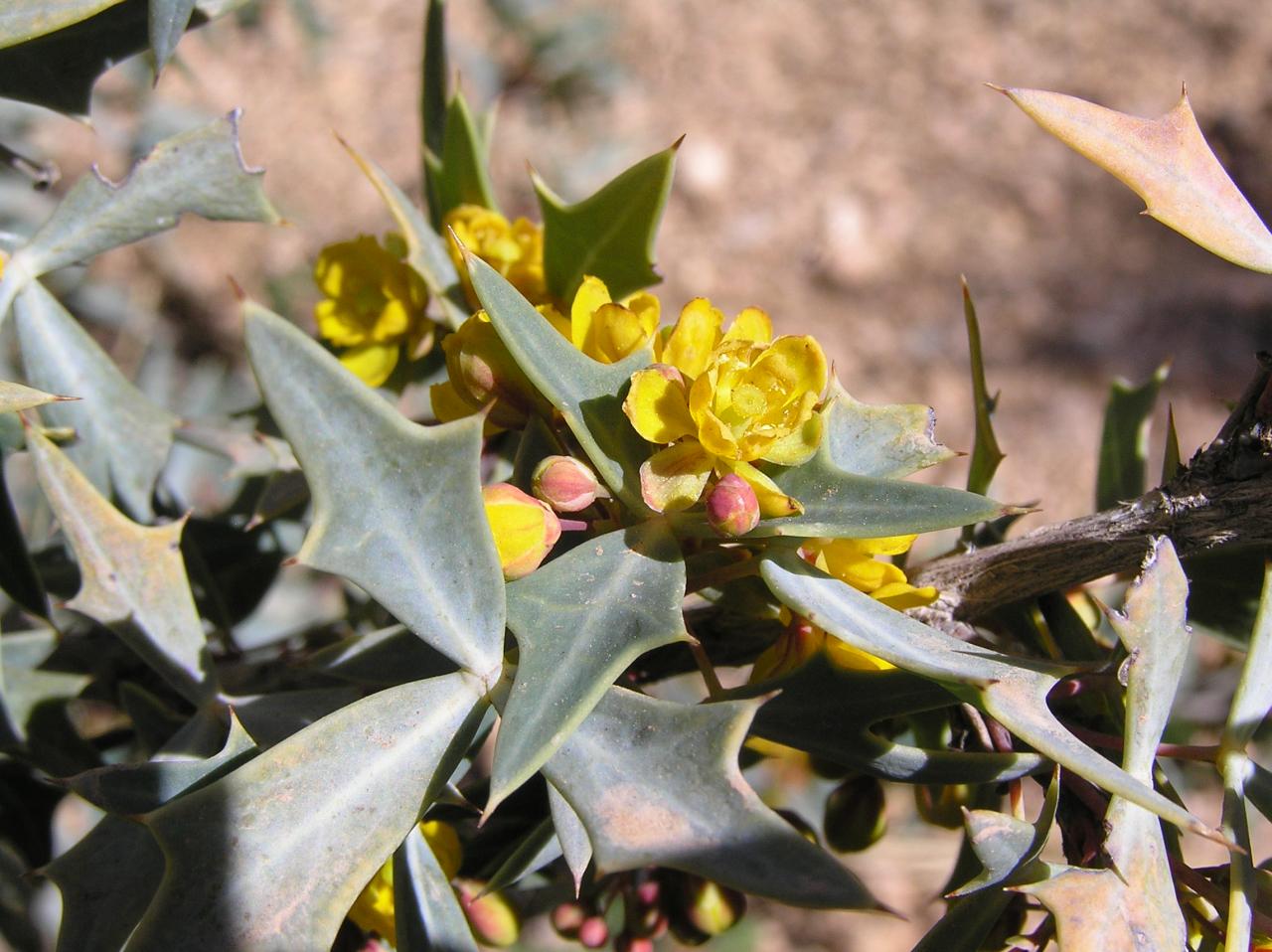 Berberis trifoliata | High Plains Gardening