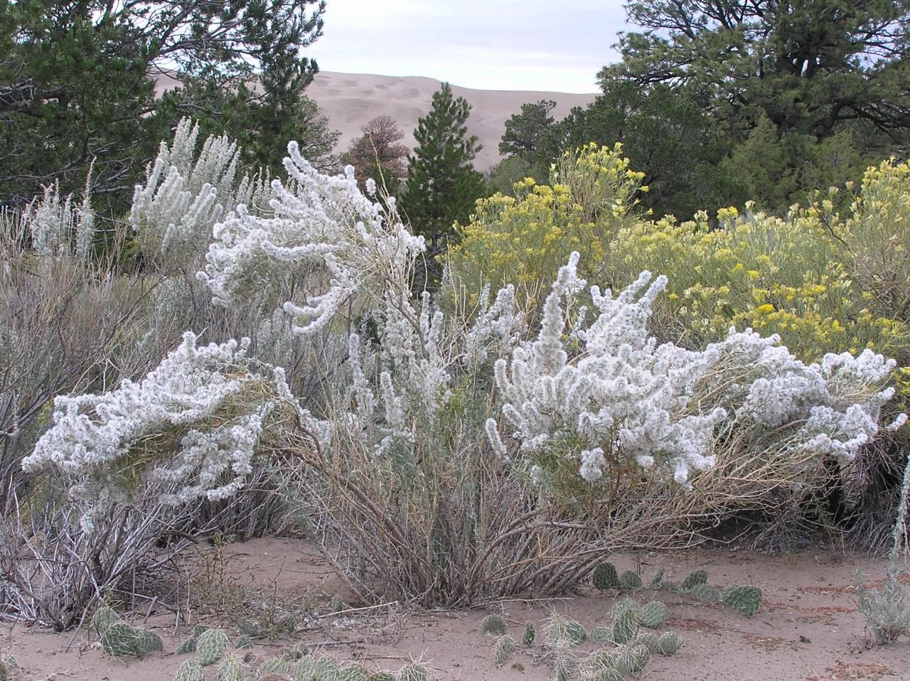 Krascheninnikovia lanata High Plains Gardening