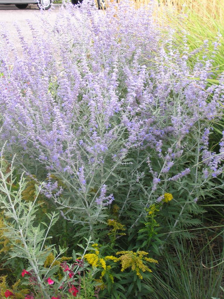 Perovskia atriplicifolia | High Plains Gardening