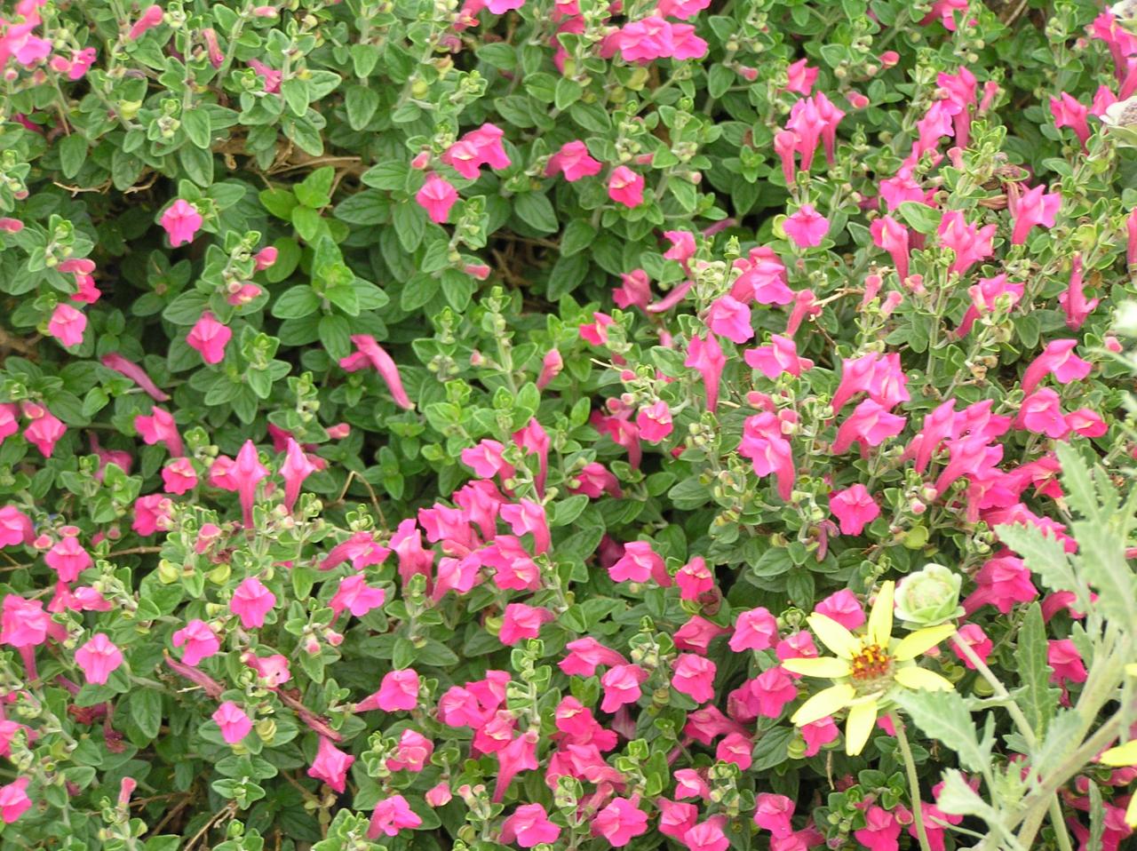 Skullcap gardenanswers Skullcap gardenanswers