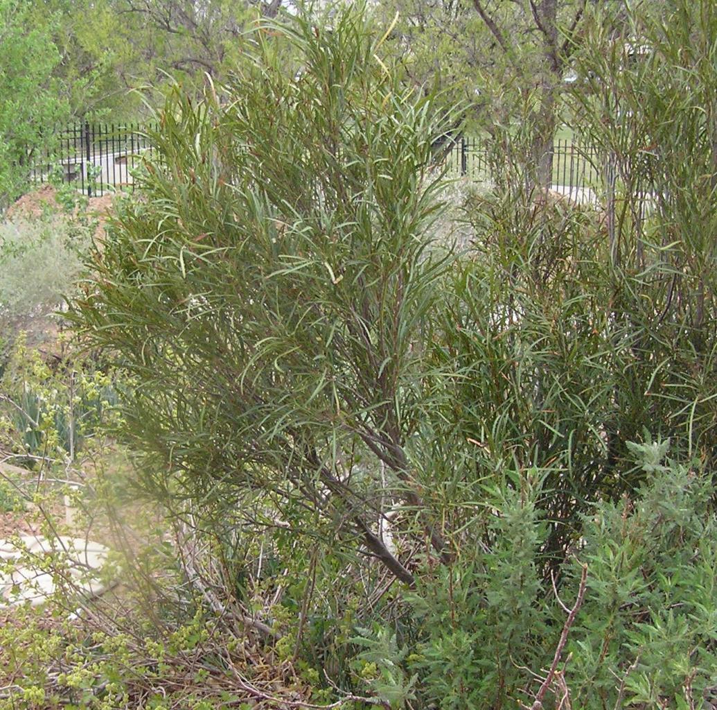 Vauquelinia corymbosa angustifolia | High Plains Gardening