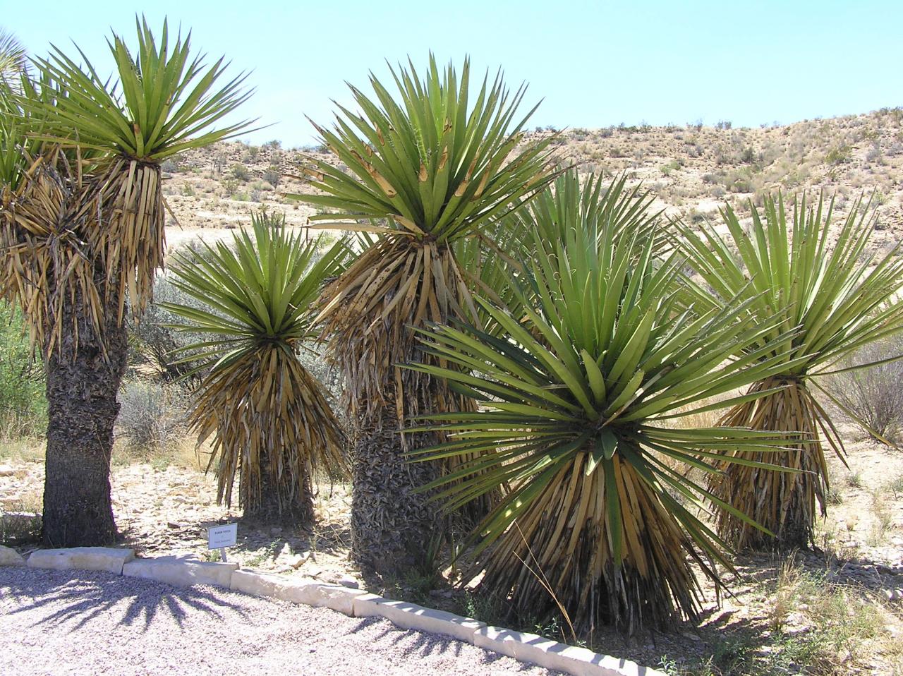 Yucca species | High Plains Gardening