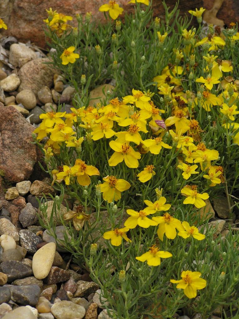 Zinnia grandiflora High Plains Gardening
