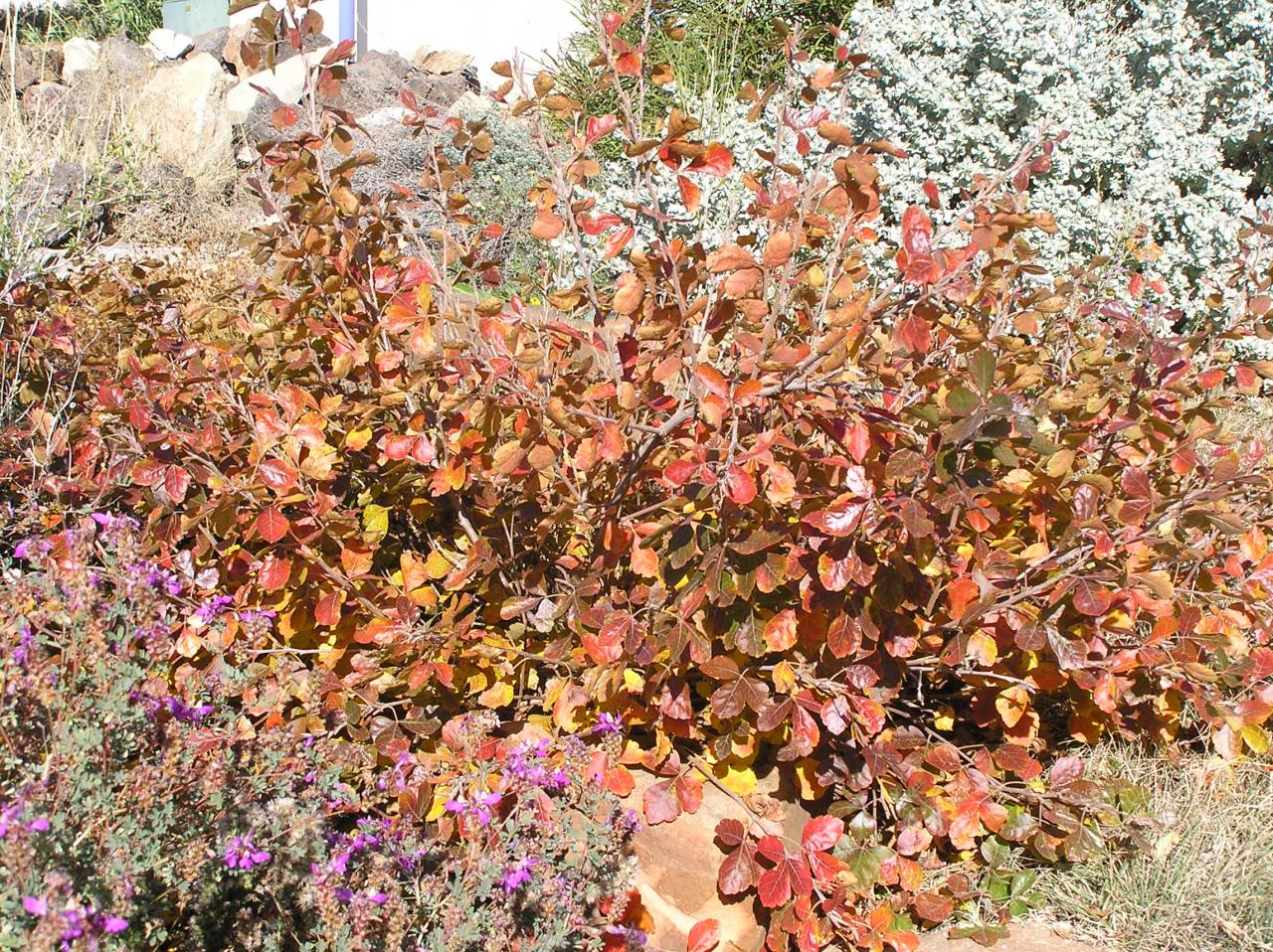 Rhus aromatica 'Low Gro' High Plains Gardening