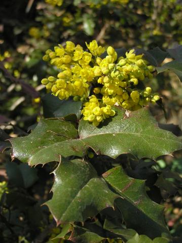Shrubs for the Texas Panhandle | High Plains Gardening