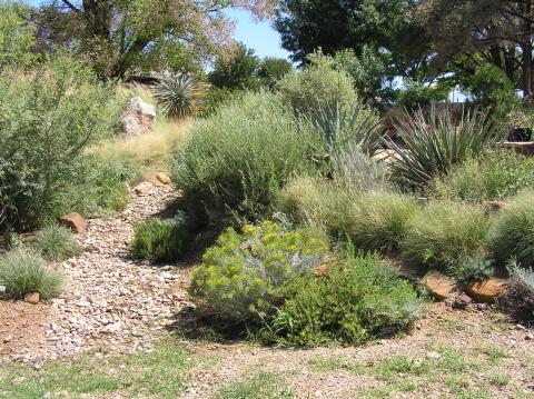 Local Native Shrubs, Grasses and Cacti | High Plains Gardening