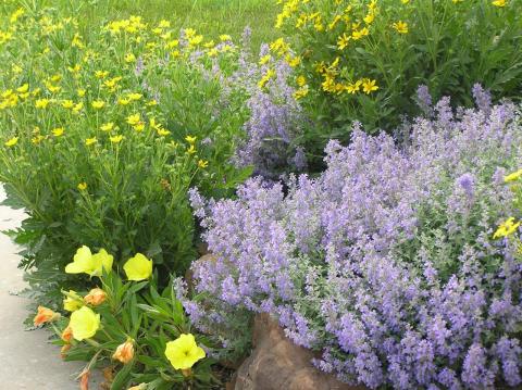 Calylophus | High Plains Gardening
